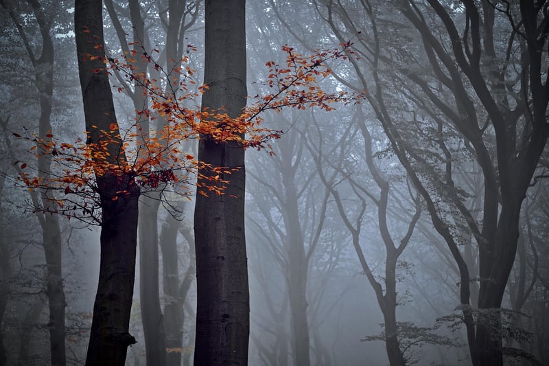 Forest Decor